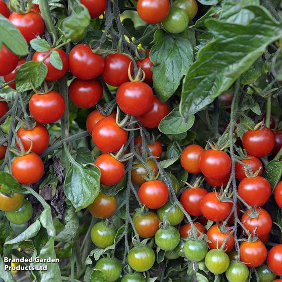 Tomato 'Sweet Million'