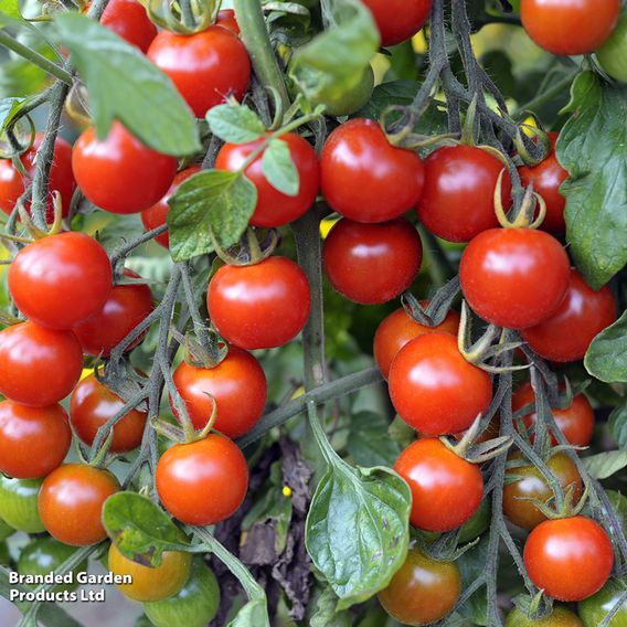 Tomato 'Sweet Million'