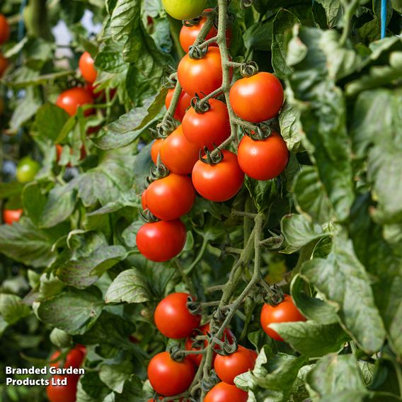 Tomato 'Sweet Million'