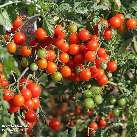 Tomato 'Sweet Million'