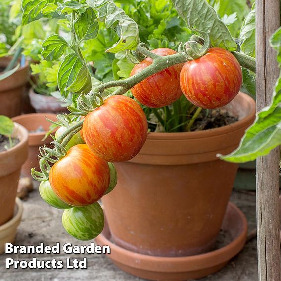 Tomato 'Tigerella' (Indeterminate) - Organic Seeds