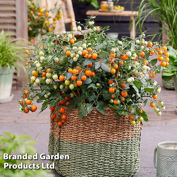 Tomato 'Tiny Temptations Orange'