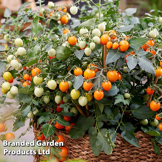 Tomato 'Tiny Temptations Orange'