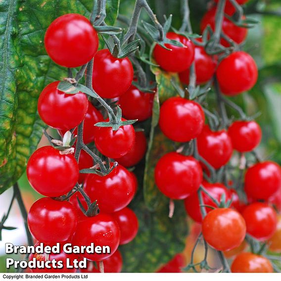 Tomato 'Sweet Aperitif'