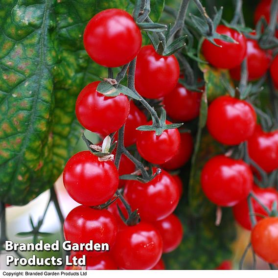 Tomato 'Sweet Aperitif'