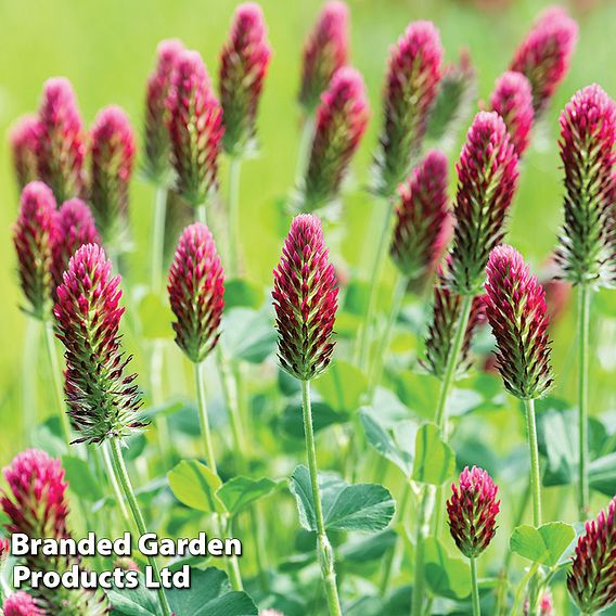Sprouting 'Red Clover' - Organic Seeds