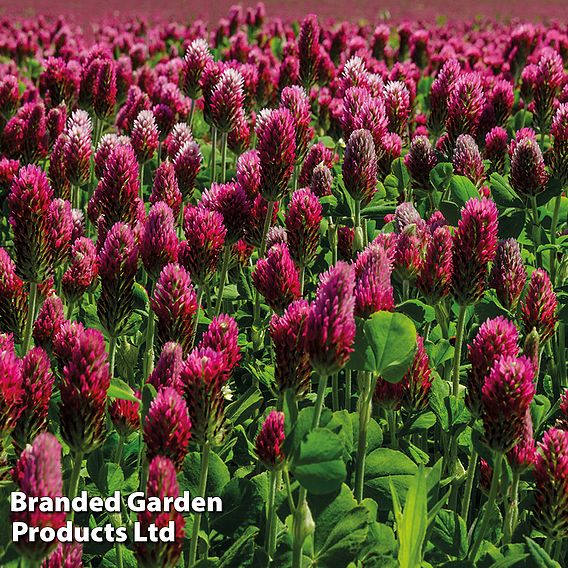 Sprouting 'Red Clover' - Organic Seeds