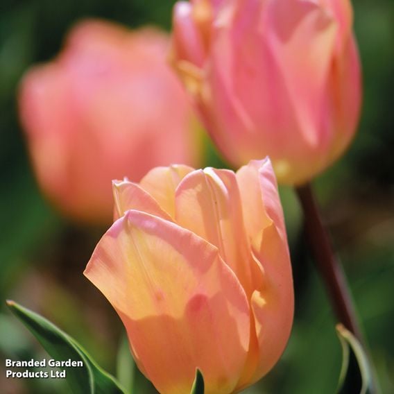Tulip 'Apricot Beauty'