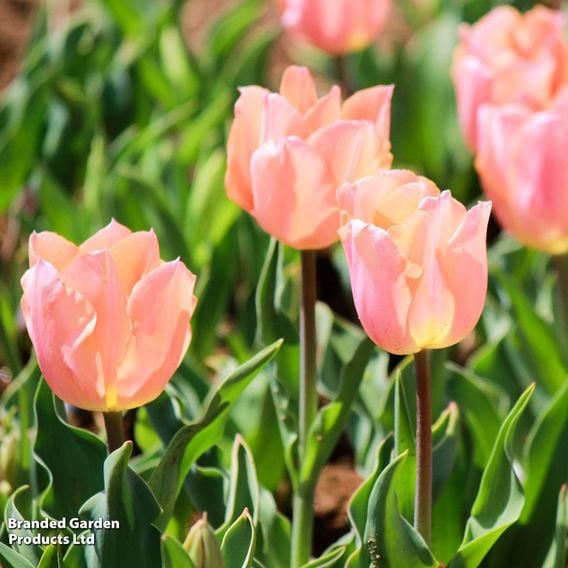 Tulip 'Apricot Beauty'
