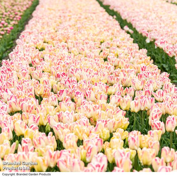 Tulip 'Blushing Parrot'