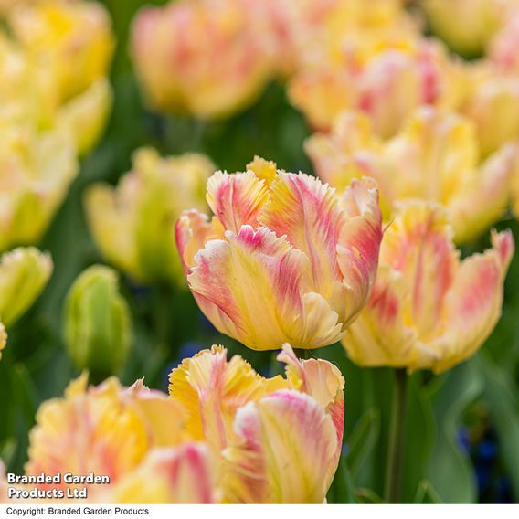 Tulip 'Blushing Parrot'