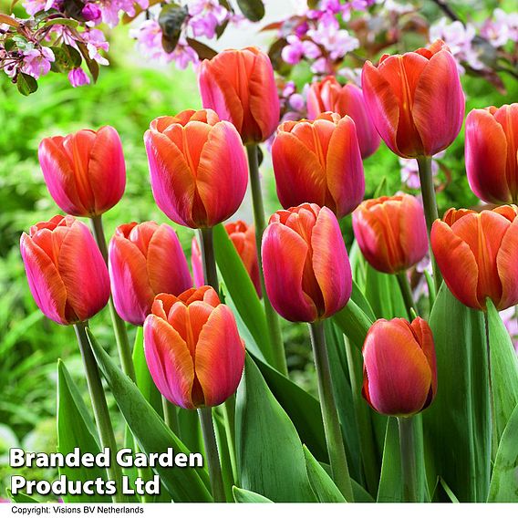 Tulip 'Brown Sugar'