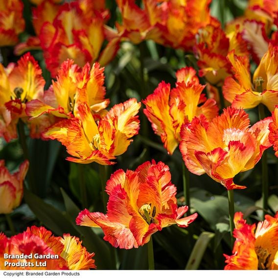 Tulip 'Caribbean Parrot'