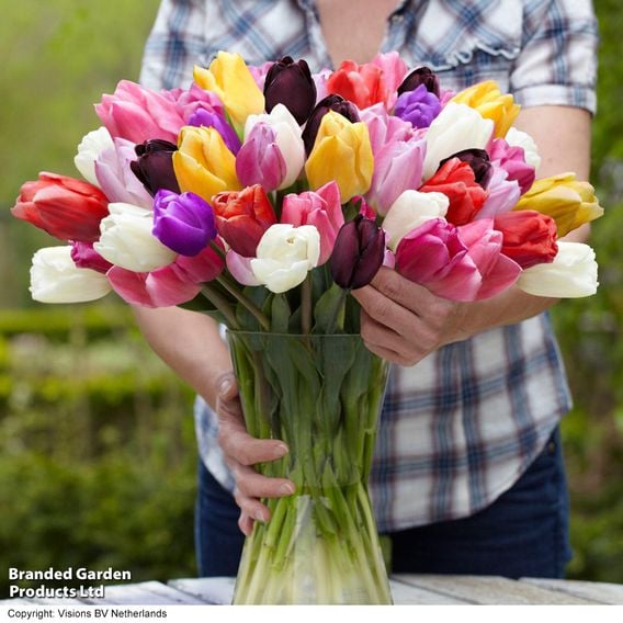 Tulip 'Everlasting Mixed'