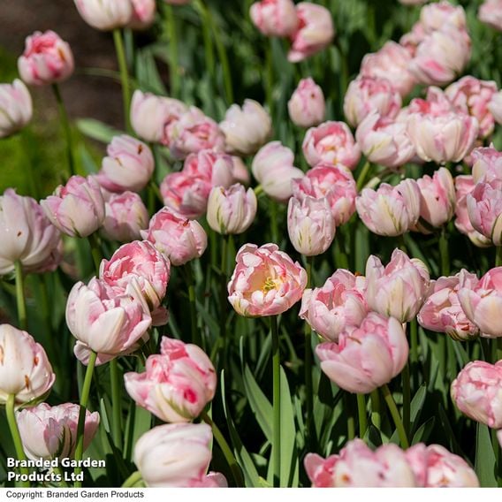 Tulip 'Finola'