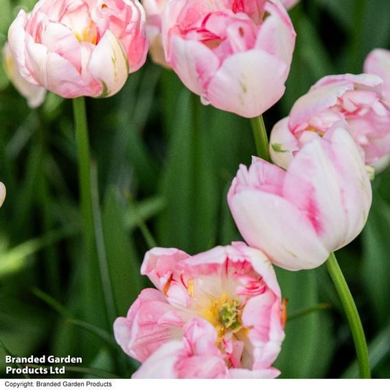 Tulip 'Finola'