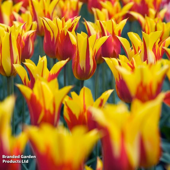 Tulip 'Fire Wings'