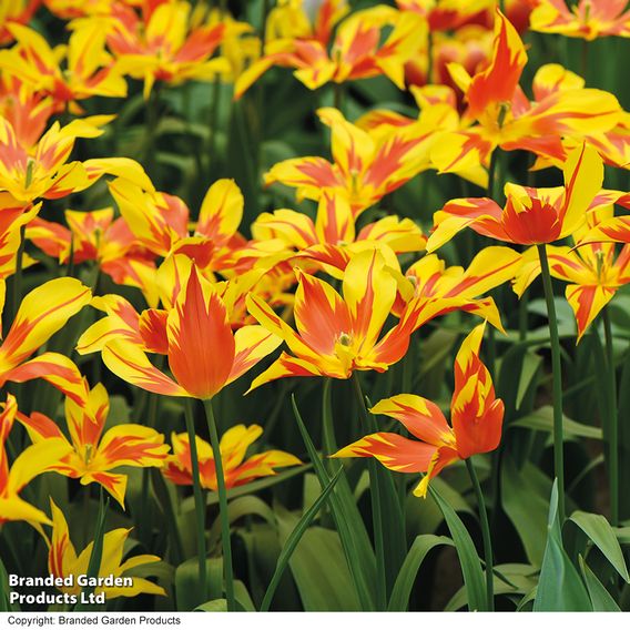 Tulip 'Fire Wings'