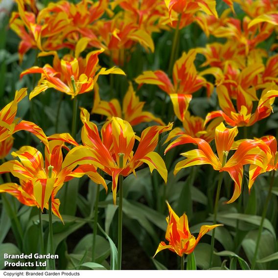 Tulip 'Fire Wings'