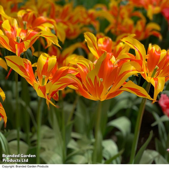 Tulip 'Fire Wings'