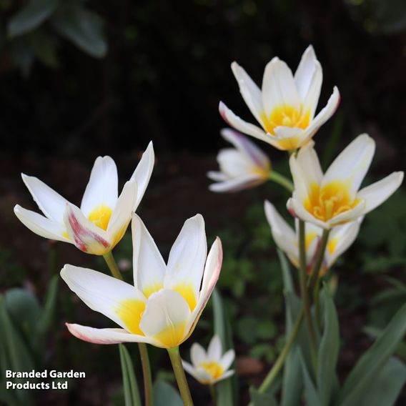 Tulip 'Ice Stick' (Kaufmanniana Group)