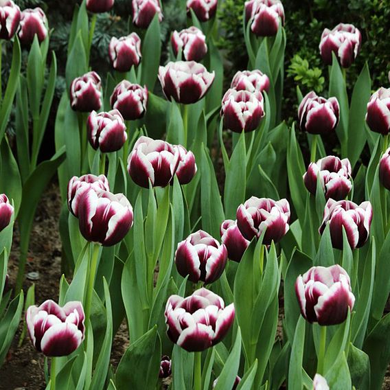 Tulip 'Jackpot'