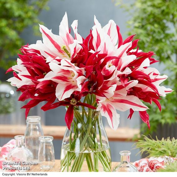 Tulip 'Lily Flowering Mix'