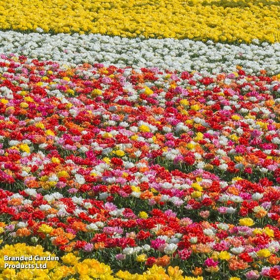 Tulip 'Murillo Mixed'