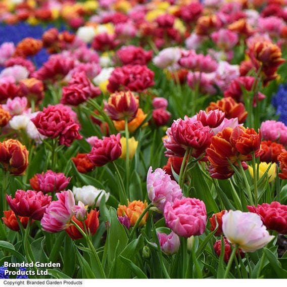 Tulip 'Murillo Mixed'