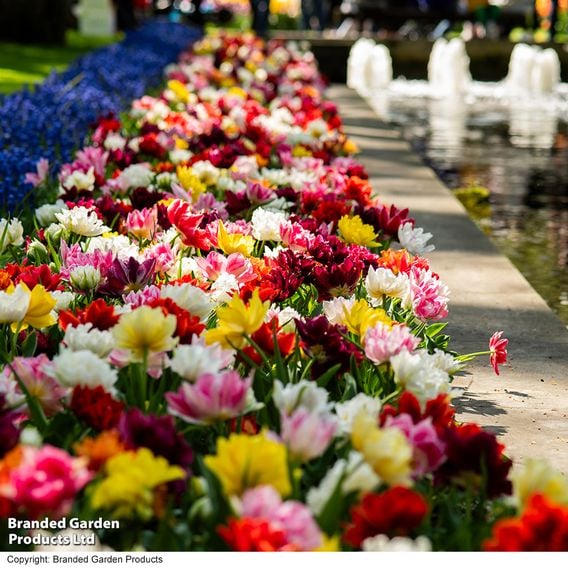 Tulip 'Murillo Mixed'