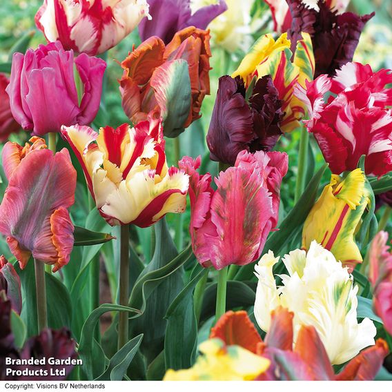 Tulip 'Parrot Mixed'
