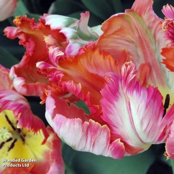 Tulip 'Parrot Mixed'