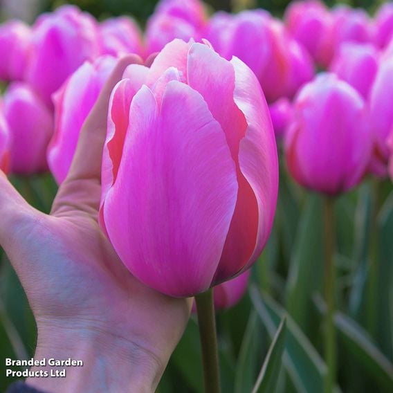 Tulip 'Pink Giant'