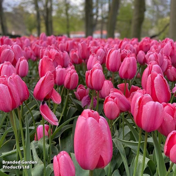 Tulip 'Pink Giant'