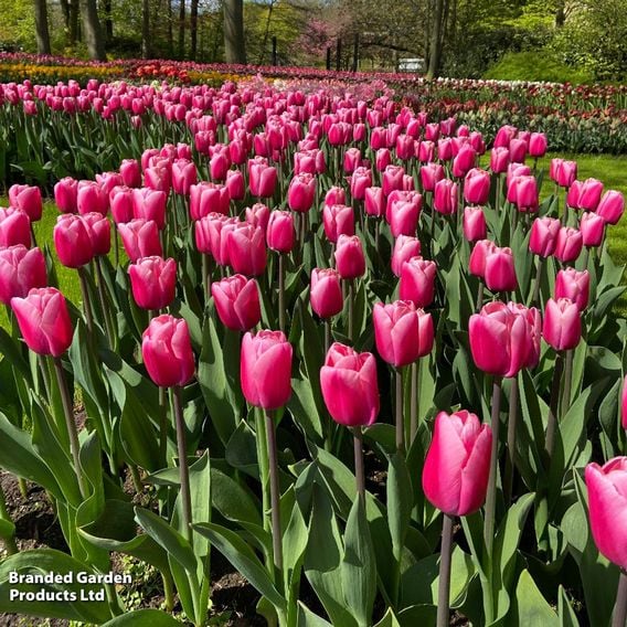 Tulip 'Pink Giant'