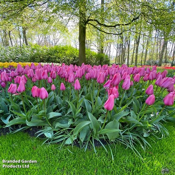 Tulip 'Pink Giant'