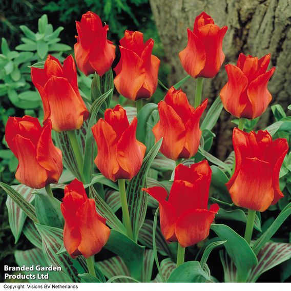 Tulip 'Red Riding Hood'