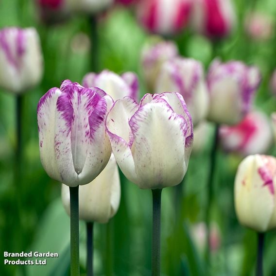 Tulip 'Shirley'