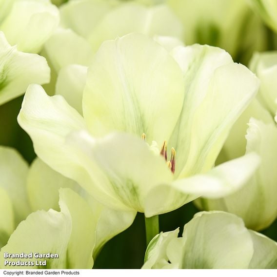 Tulip 'Spring Green'