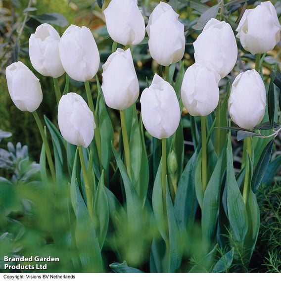 Tulip 'Snowstar'