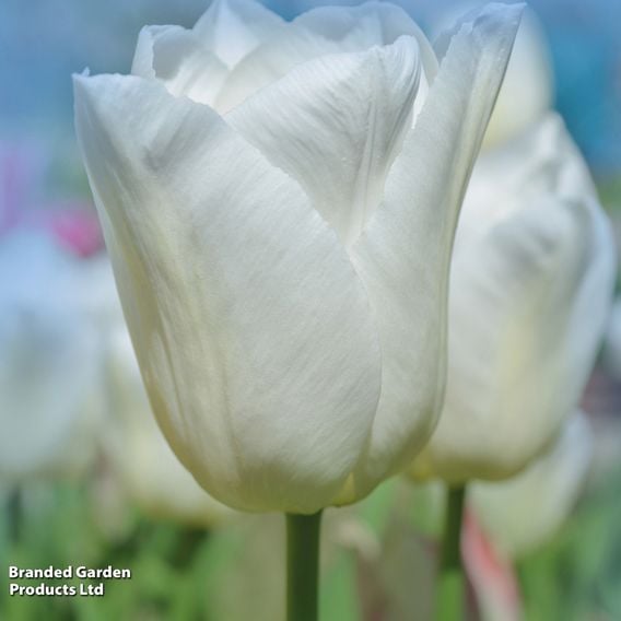 Tulip 'White Prince'