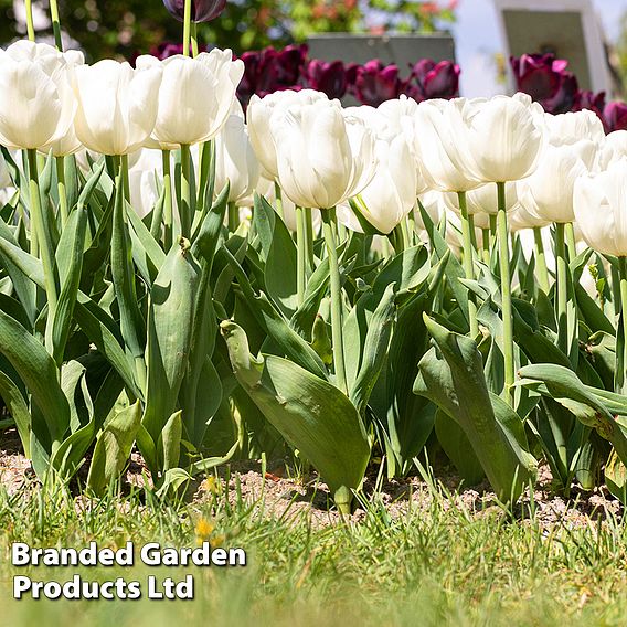 Tulip 'White Prince'