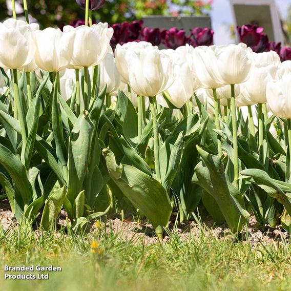 Tulip 'White Prince'