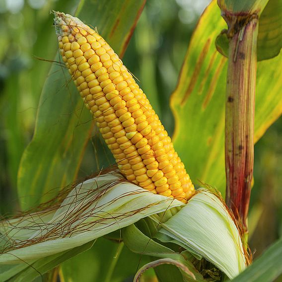 Sweetcorn 'Moonshine'