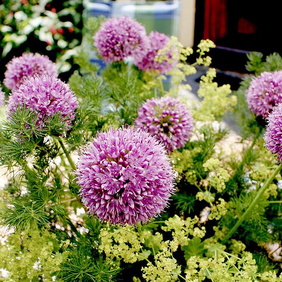 Edible Allium 'Quattro' F1 - Seeds