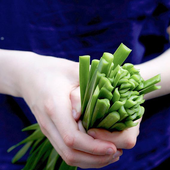 Edible Allium 'Quattro' F1 - Seeds