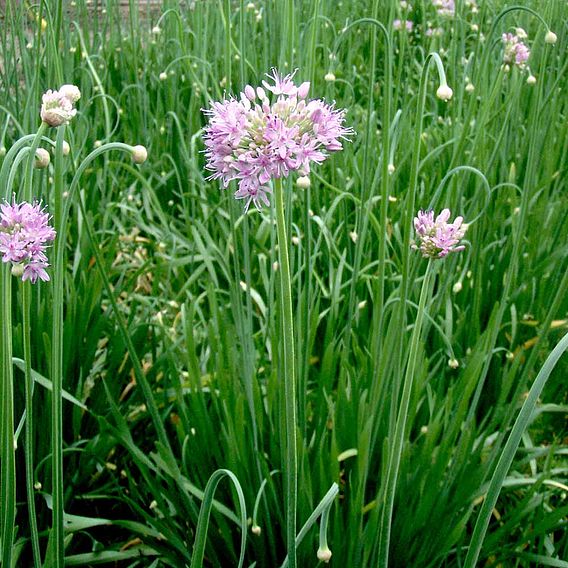 Edible Allium 'Quattro' F1 - Seeds