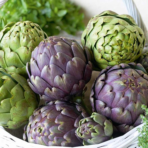 Globe Artichoke 'Purple Globe'