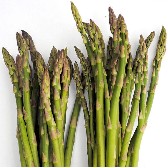 Asparagus 'Ariane' F1 - Seeds