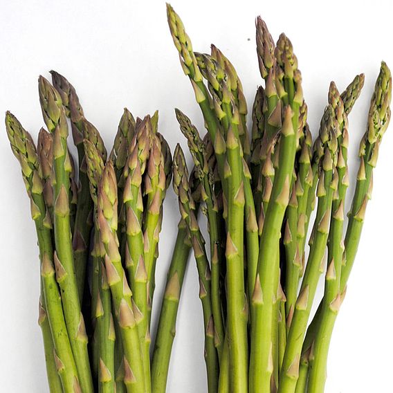 Asparagus Seeds - Ariane F1